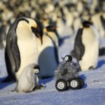 Робот поможет ученым шпионить за стесняющимися пингвинами