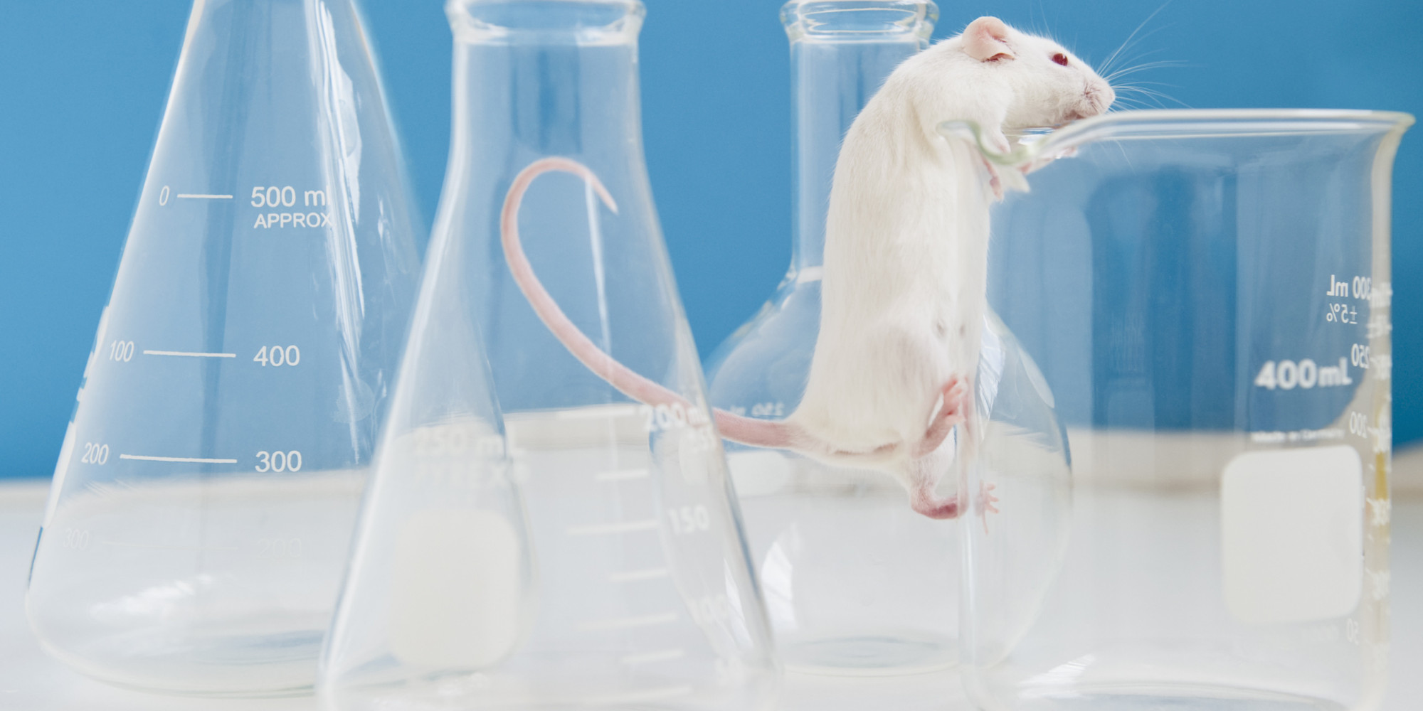 Эксперименты на животных биоэтика