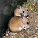 Маленькие гиганты большого секса – сумчатые мыши умирают ради продолжения рода