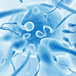 Большие сперматозоиды оказались самыми медленными