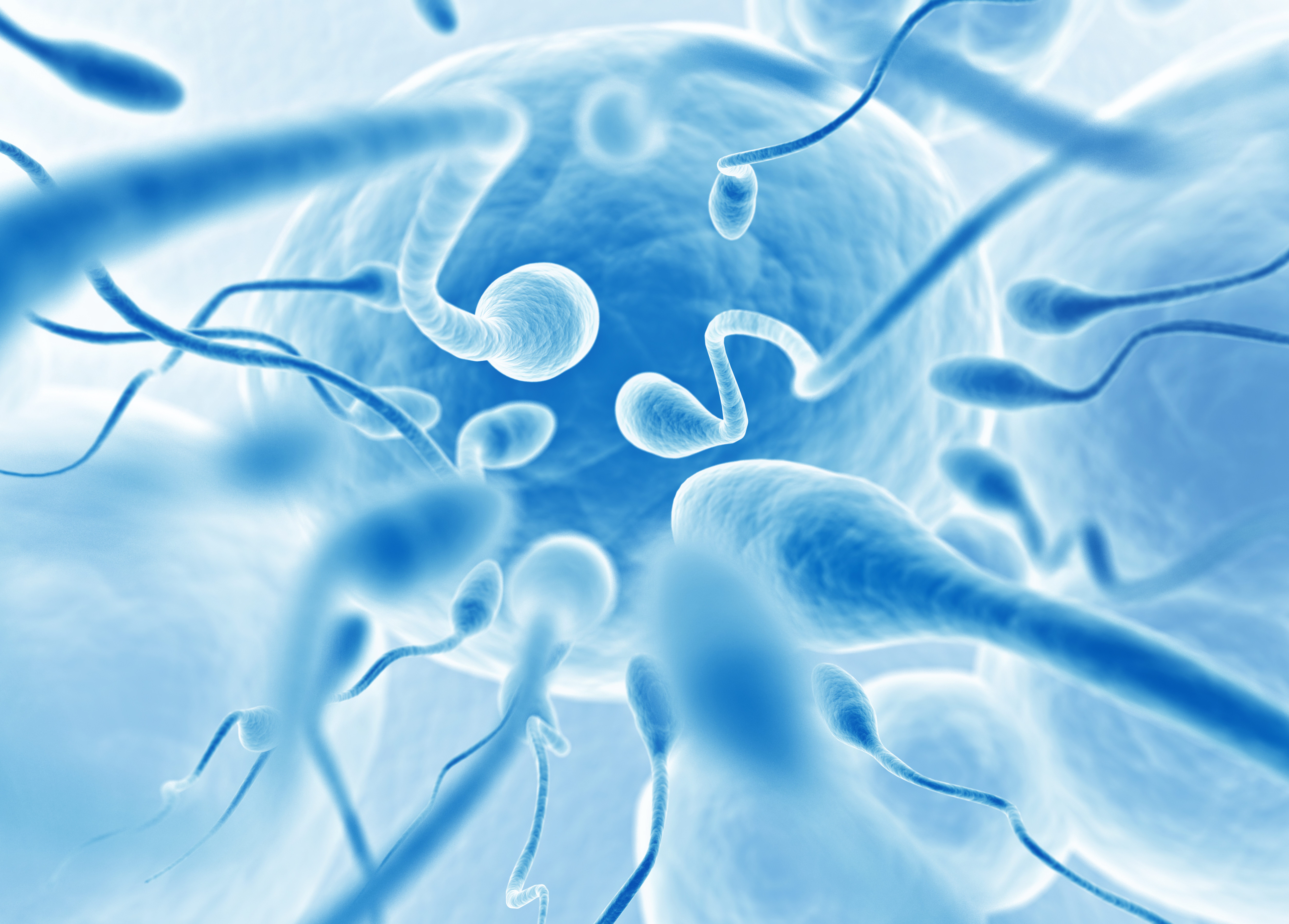 Спермограмма: исследование спермы