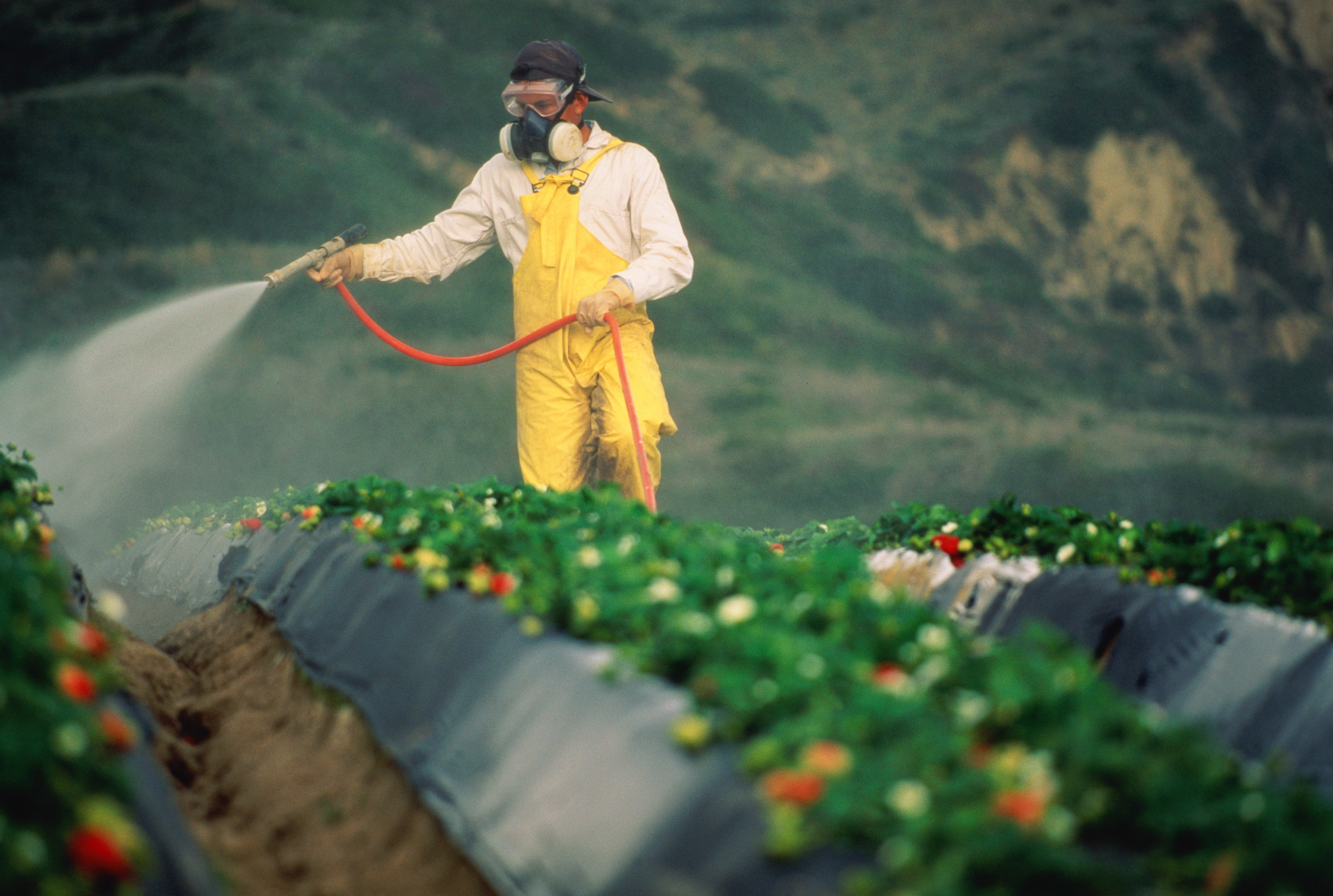 Первые пестициды. Пестициды и химикаты. Отравление ядохимикатами. Удобрения и пестициды. Люди ядохимикаты в сельском хозяйстве.
