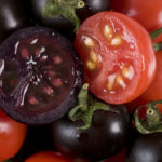 Багровые помидоры (ГМО) вскоре поступят в магазины