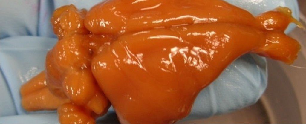 rabbit-brain_1024