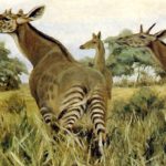 Палеонтологи восстановили «промежуточное звено» эволюции длинных шей жирафов