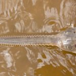 Гигантскую рыбу-пилу заподозрили в «непорочном зачатии»