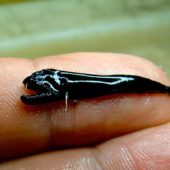 scaleless-blackfish-