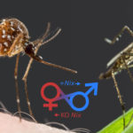 Генетики научились превращать кровососущих комариных самок в безвредных самцов