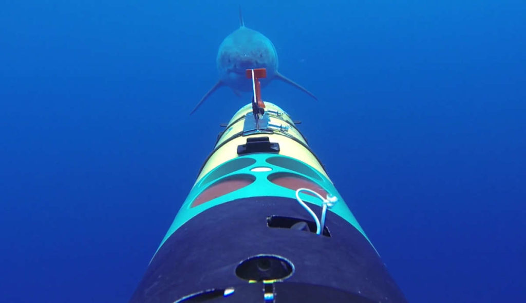 sharkdrone