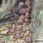 Метание камней в деревья может быть началом ритуалов у шимпанзе