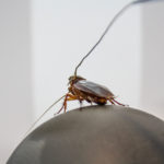 Как тараканы видят в кромешной тьме