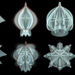 Полмиллиарда лет назад в океане обитали панцирные медузы