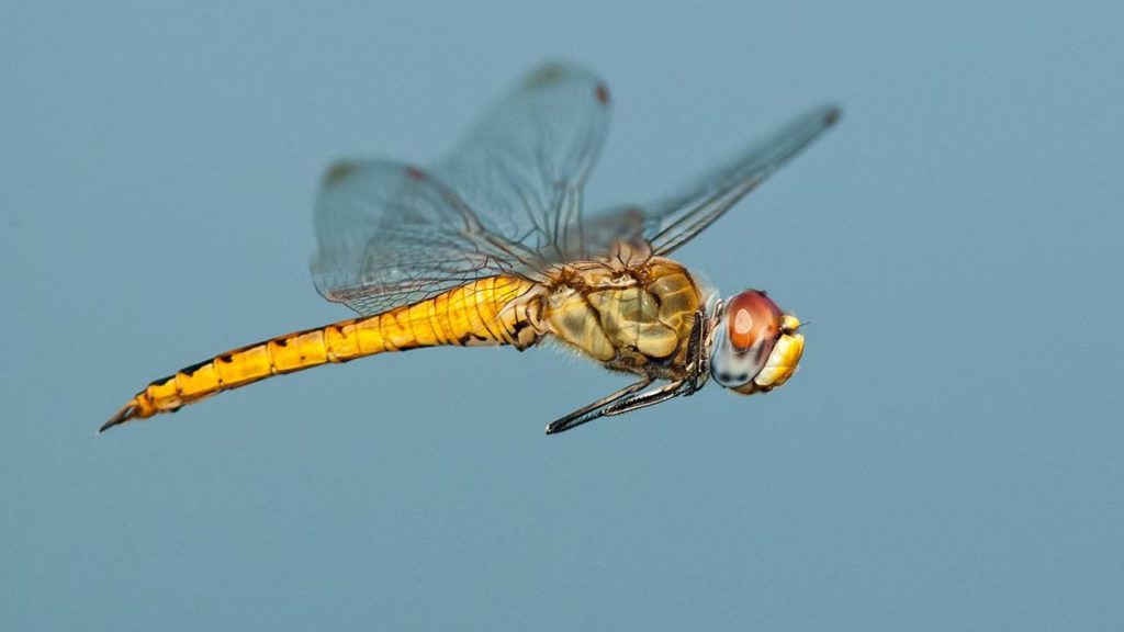 sn-dragonfly_0