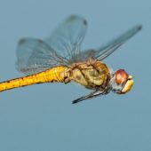 sn-dragonfly_0