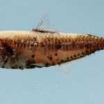 Суточные миграции глубоководных рыб привлекают хищников акустическими сигналами