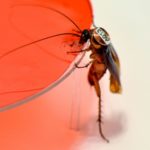 Каждый таракан неповторим: у насекомых нашли индивидуальные черты «характера»