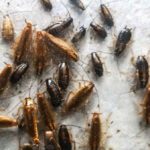 Тараканы привлекают друг друга запахами микрофлоры