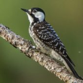 sn-woodpecker