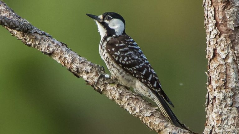 sn-woodpecker