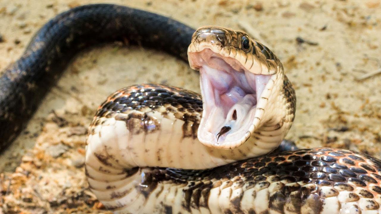 Ученые сравнили скорость укуса ядовитых и неядовитых змей
