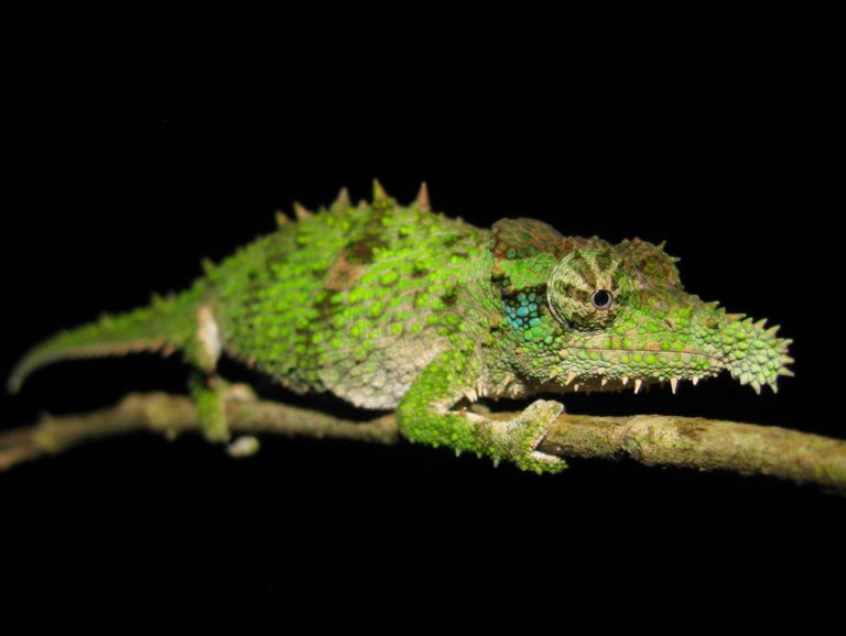 spiney-mosed-chameleon