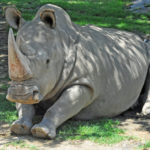 Один из последних в мире северных белых носорогов умер в США