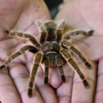 Ученые выяснили, откуда возник страх перед пауками