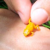 tiny-brachycephalus-frog