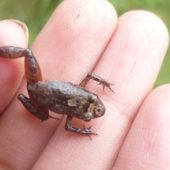 tiny-mottled-frog