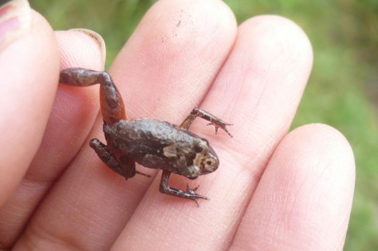 tiny-mottled-frog