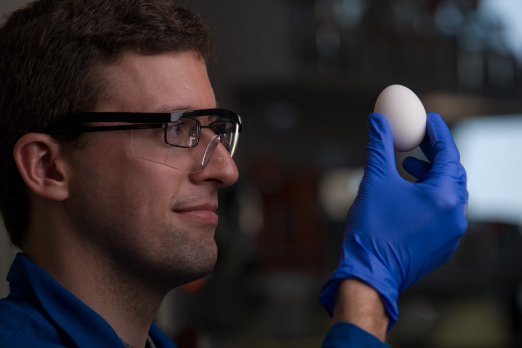 Ученые научились варить яйца обратно – иллюстрация к материалу на Naked Science