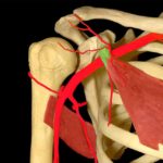 Anatomedia позволяет проводить операции на виртуальном теле
