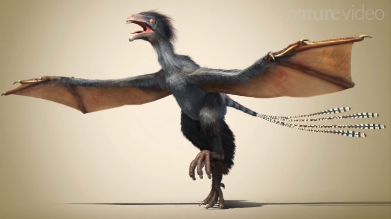 yi-qi-bat-winged-dinosaur