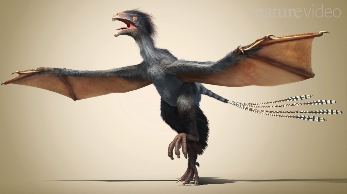 yi-qi-bat-winged-dinosaur