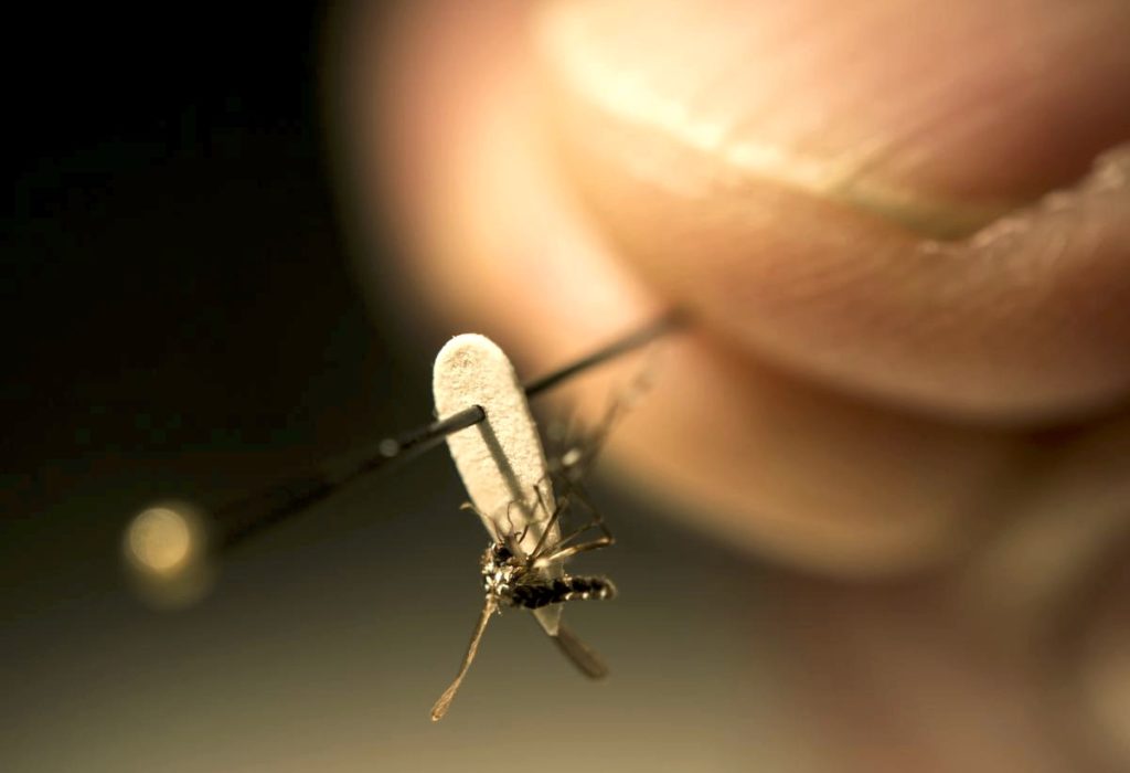 zika