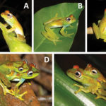 На Мадагаскаре нашли необычный вид лягушек