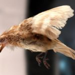 Палеонтологи поняли, почему птицы пережили динозавров