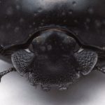 Ученые выяснили, как жуки-навозники ориентируются по звездам
