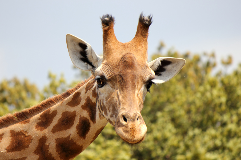 Шея жирафа: символ эволюции или символ сотворения?