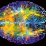 В головном мозге нашли клетки, «включающие» чувство насыщения