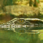 Глаза крокодилов назвали идеальными для скрытной охоты