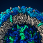 Создана высококачественная 3D-модель вируса Зика
