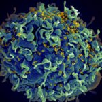 Новый «обезьяний ВИЧ» приблизил создание вакцины для человека