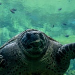 Ученые спасают морских обитателей «черепашками-зомби»