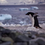 Половине пингвинов предрекли вымирание в ближайшие сто лет