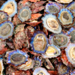 Ученые обнаружили у моллюсков заразную форму рака