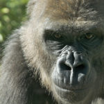 Убитая в зоопарке горилла Харамбе может продолжить род после смерти