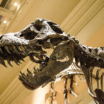 Палеонтолог нашел родину «короля динозавров»