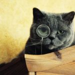 Кошки оказались способны понимать физику