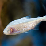 «Рыбу-хикки» привлекут к изучению шизофрении